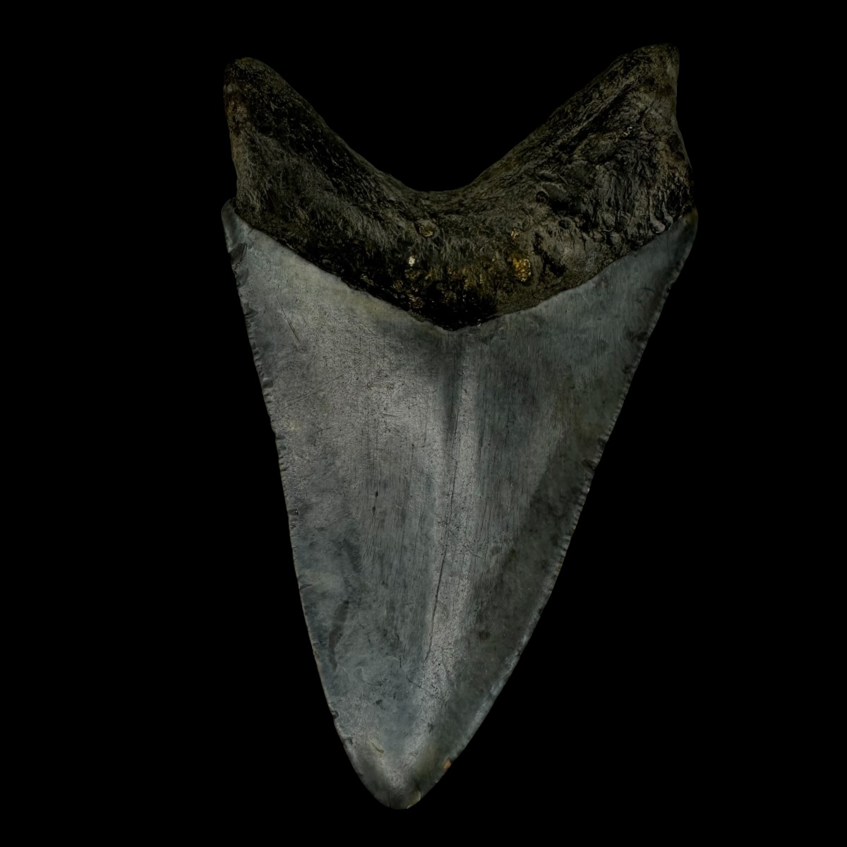 4.07" Megalodon Tooth Fossil - Image 2