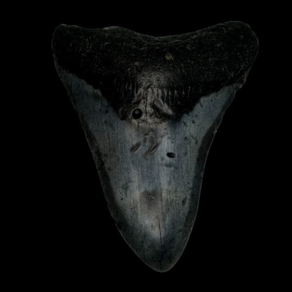 3.68" Megalodon Tooth Fossil
