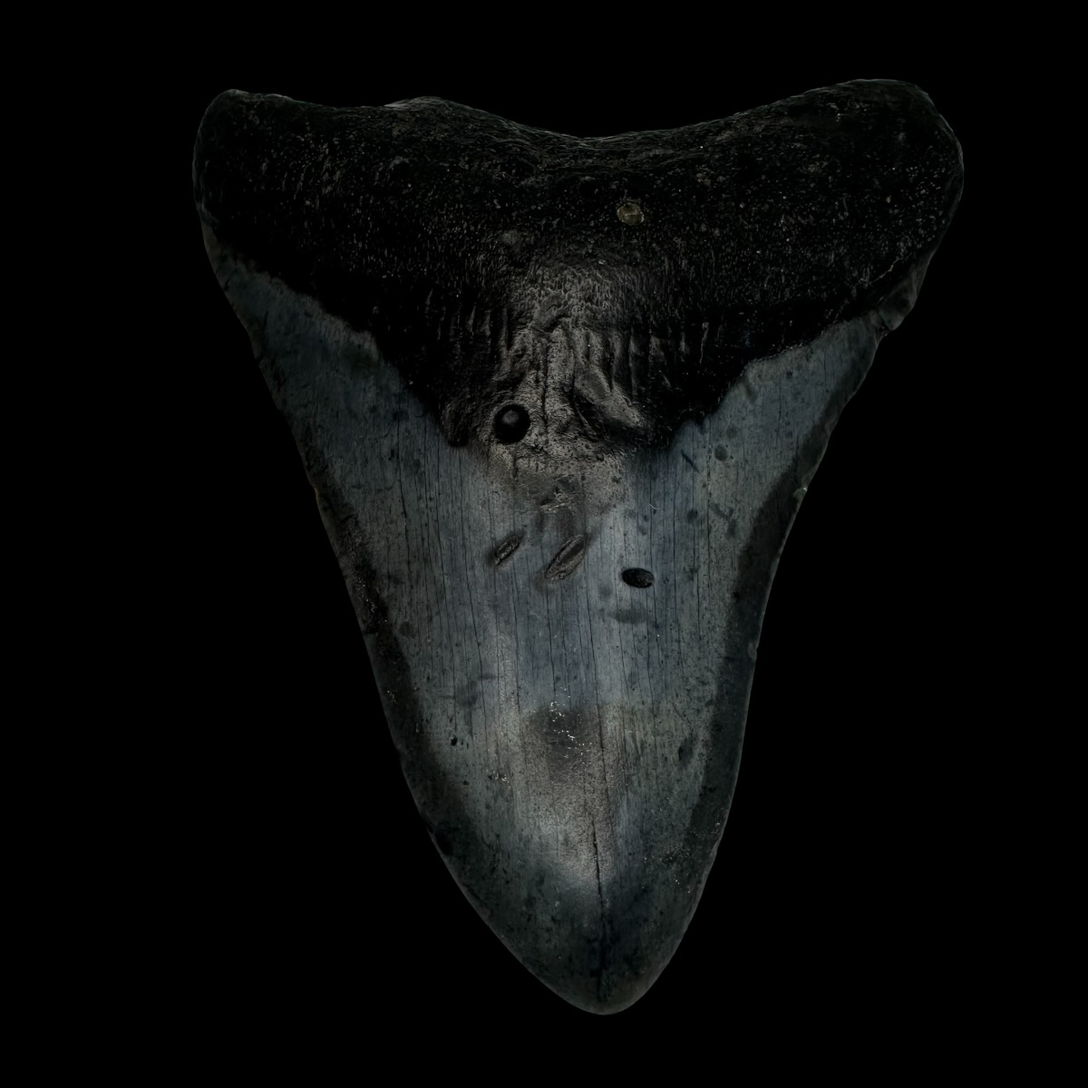 3.68" Megalodon Tooth Fossil
