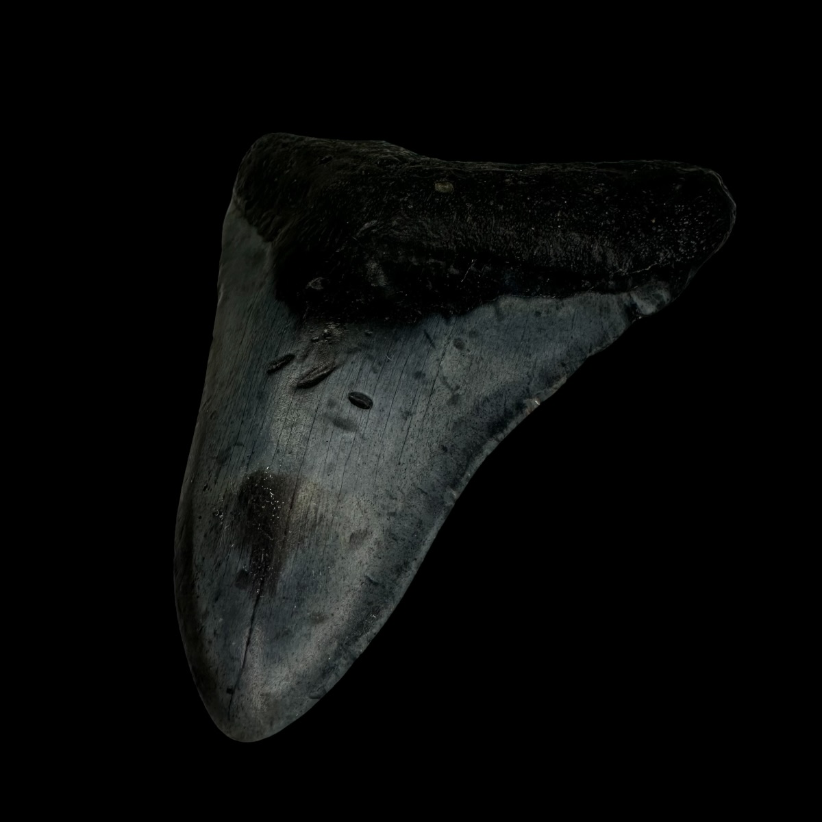 3.68" Megalodon Tooth Fossil - Image 3