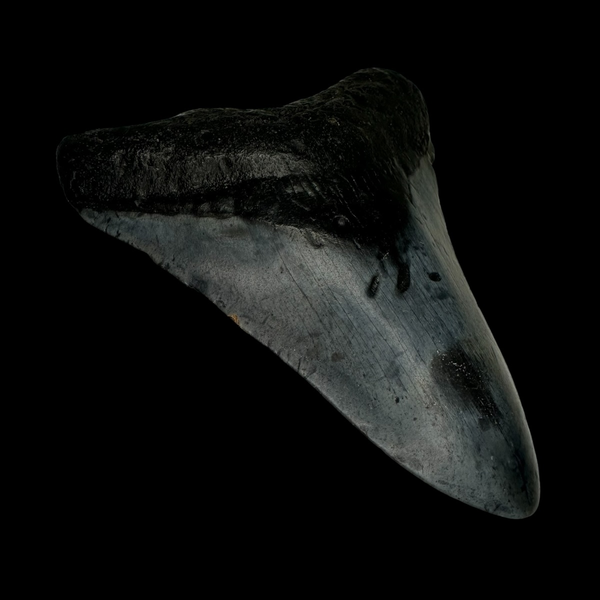 3.68" Megalodon Tooth Fossil - Image 4