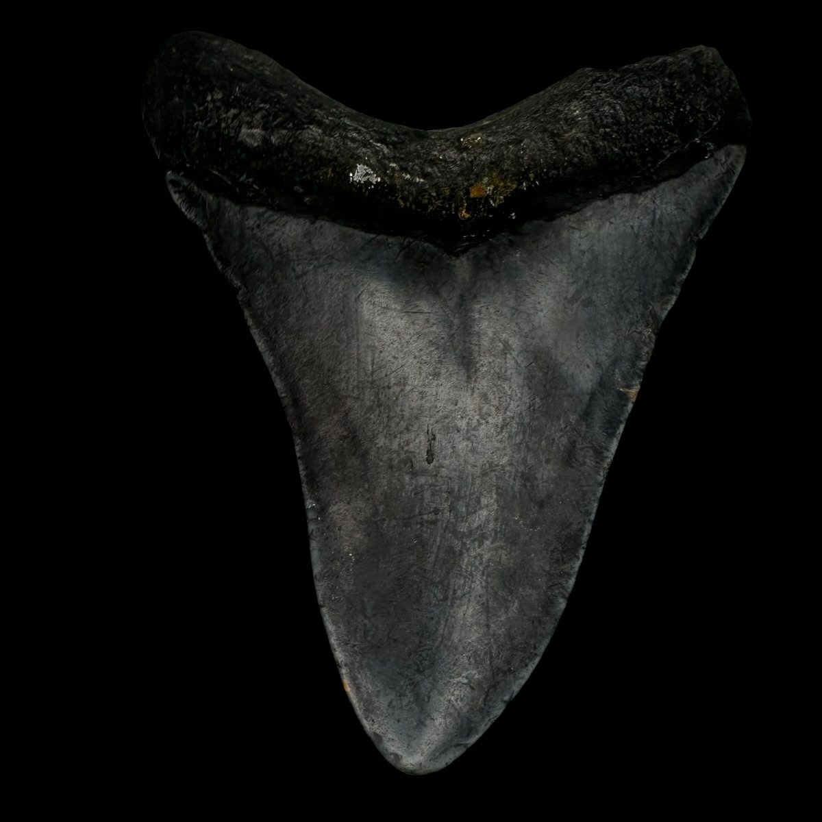 3.68" Megalodon Tooth Fossil - Image 2