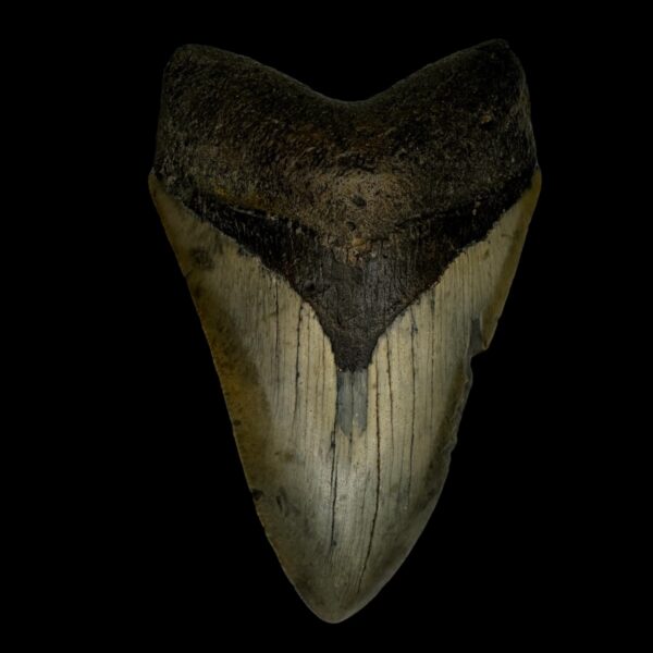4.08" Megalodon Tooth Fossil