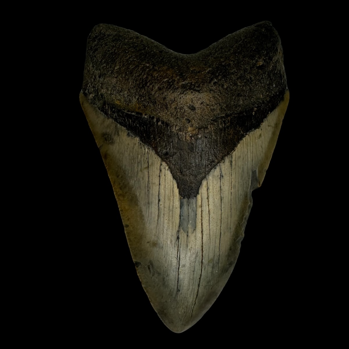 4.08" Megalodon Tooth Fossil