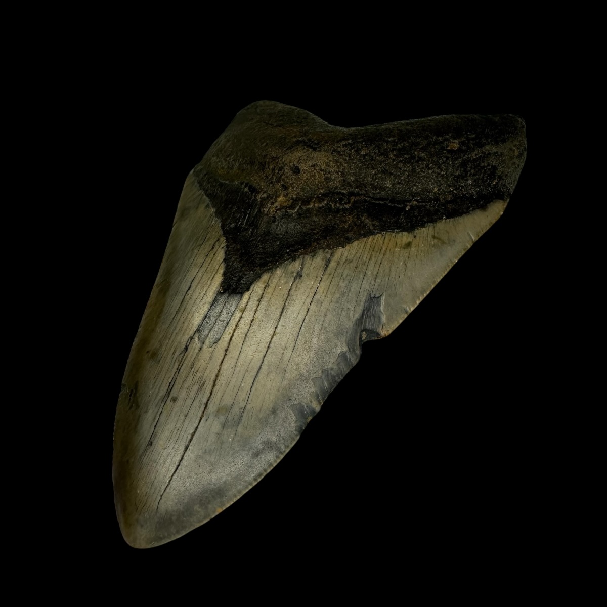 4.08" Megalodon Tooth Fossil - Image 3