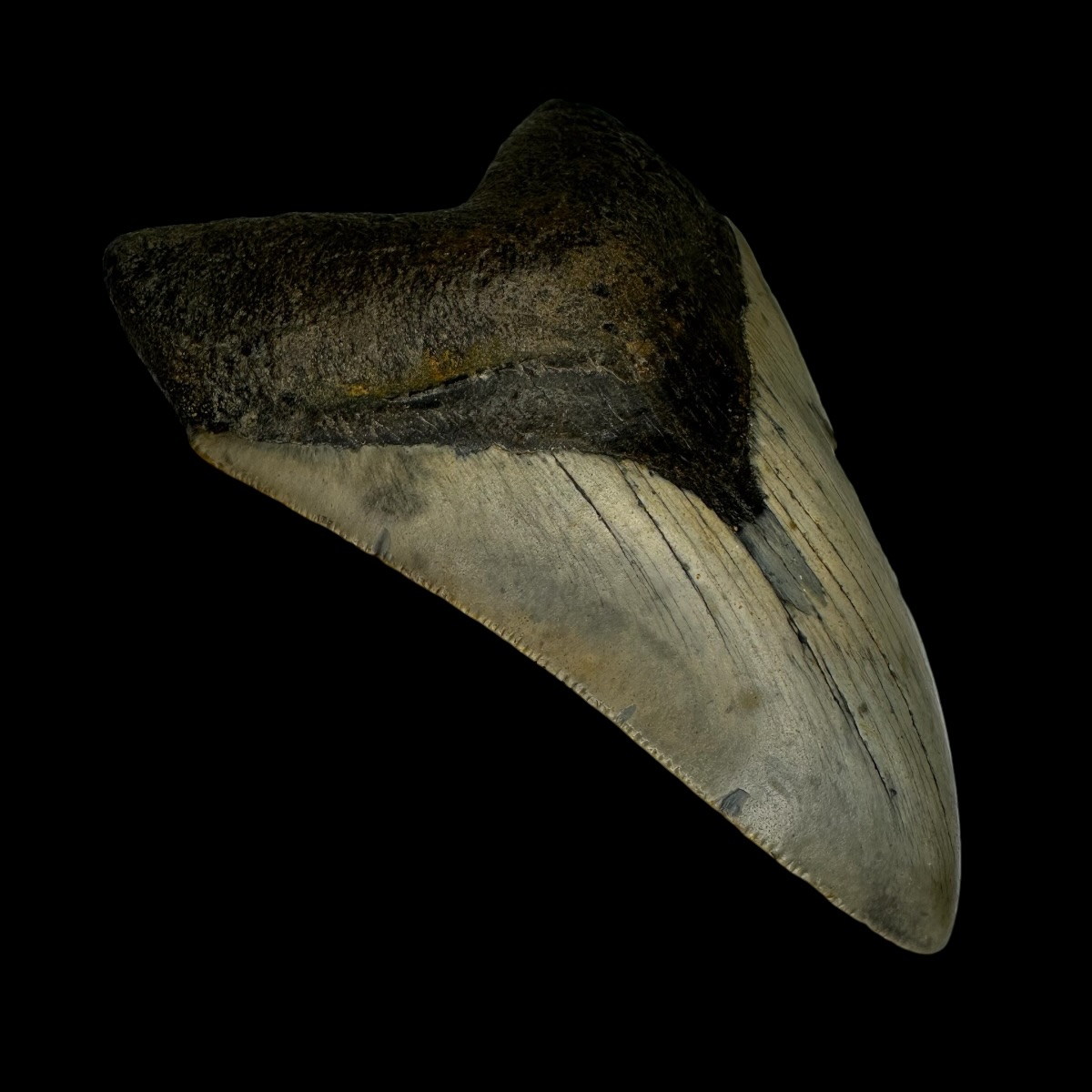 4.08" Megalodon Tooth Fossil - Image 4