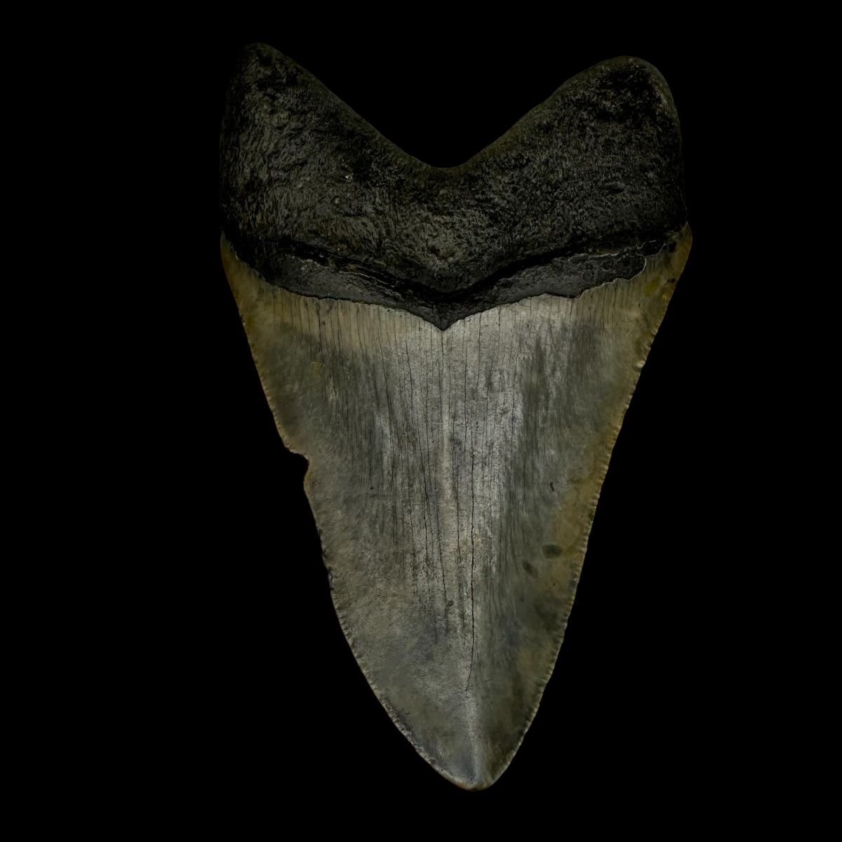 4.08" Megalodon Tooth Fossil - Image 2