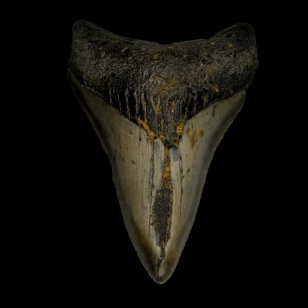 4.02" Megalodon Tooth Fossil