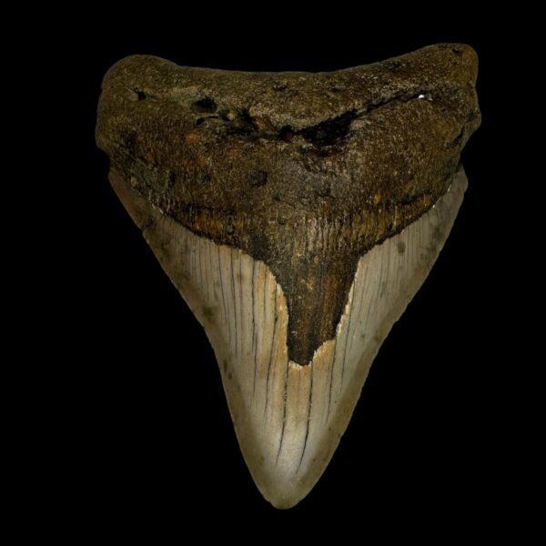 3.63" Megalodon Tooth Fossil
