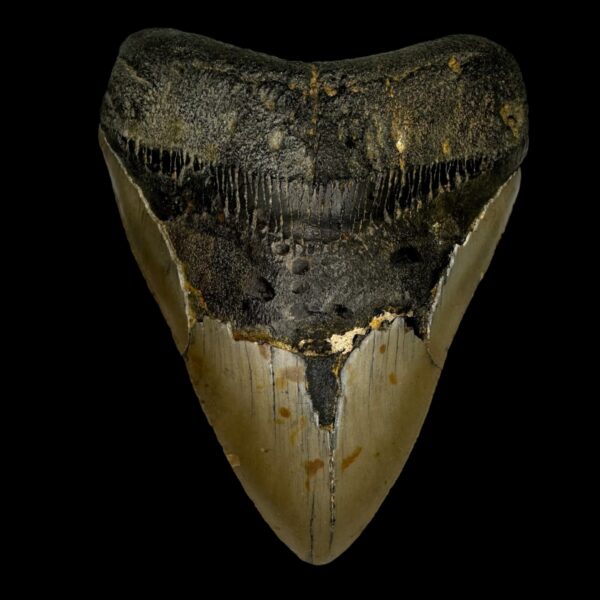 4.49" Megalodon Tooth Fossil