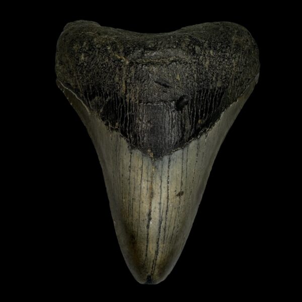 4.31" Megalodon Tooth Fossil