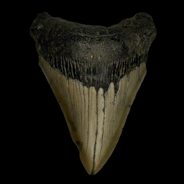 4.54" Megalodon Tooth Fossil