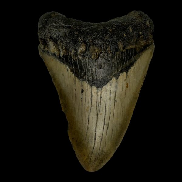 4.66" Megalodon Tooth Fossil