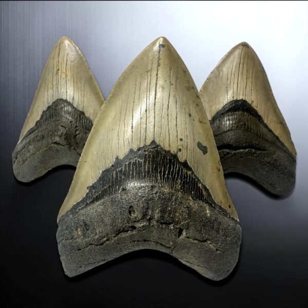 Affordable Megalodon Teeth