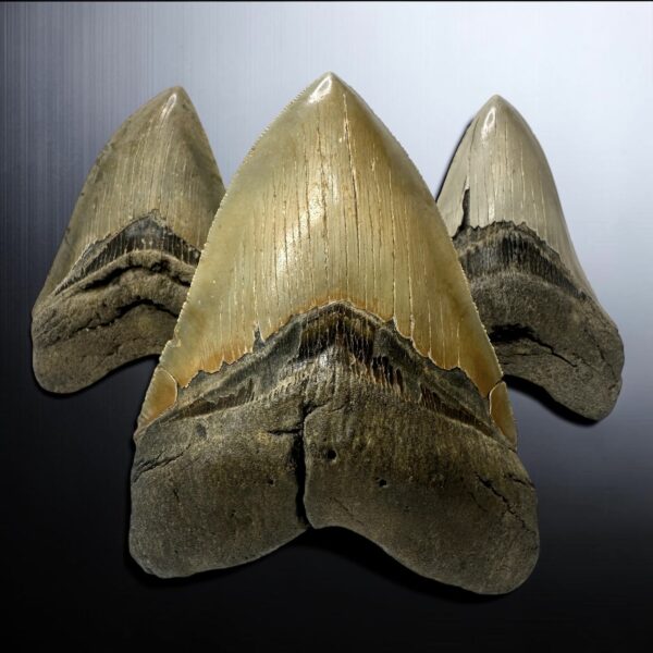 High Quality Megalodon Teeth