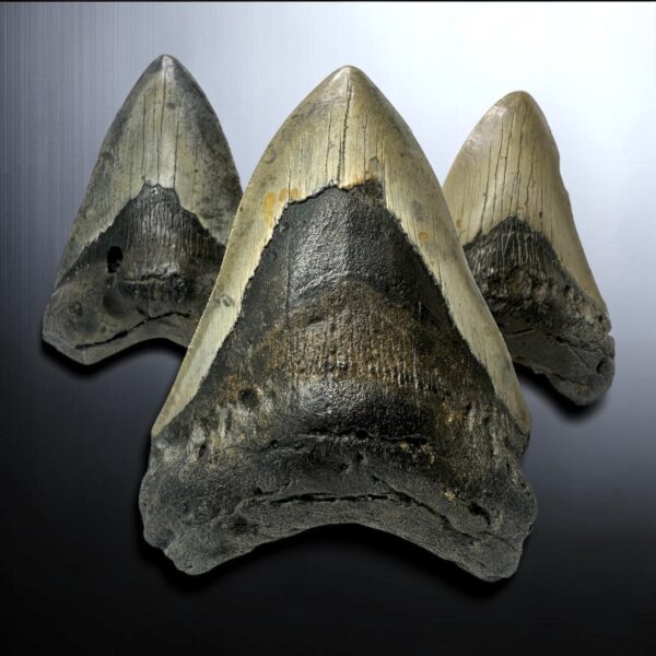Bargain Megalodon Teeth