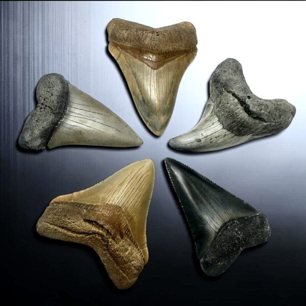 Other Shark Species
