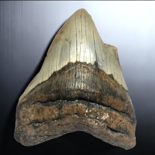Pathological Megalodon Teeth