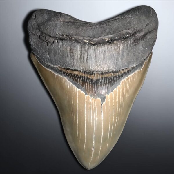 Massive 6" Megalodon Teeth