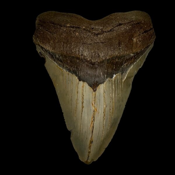 4.97" Megalodon Tooth Fossil
