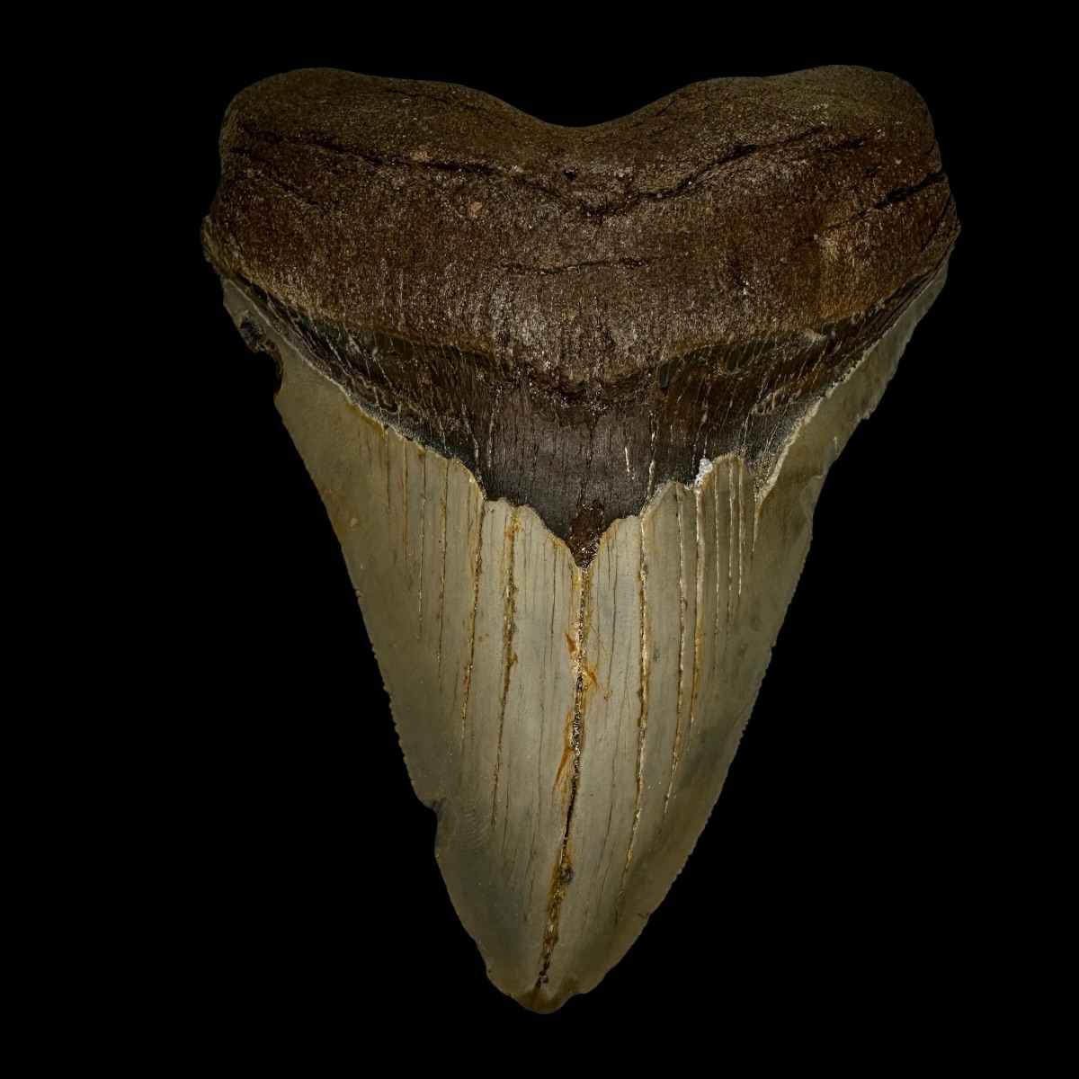 4.97" Megalodon Tooth Fossil