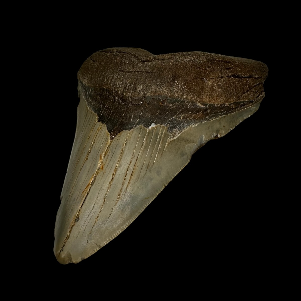 4.97" Megalodon Tooth Fossil - Image 3