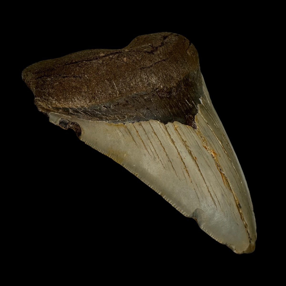 4.97" Megalodon Tooth Fossil - Image 4