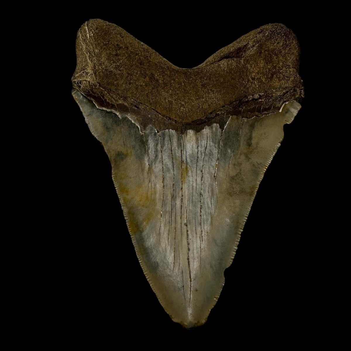 4.97" Megalodon Tooth Fossil - Image 2