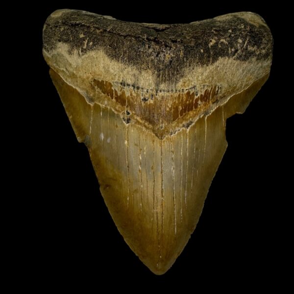 4.86" Megalodon Tooth Fossil