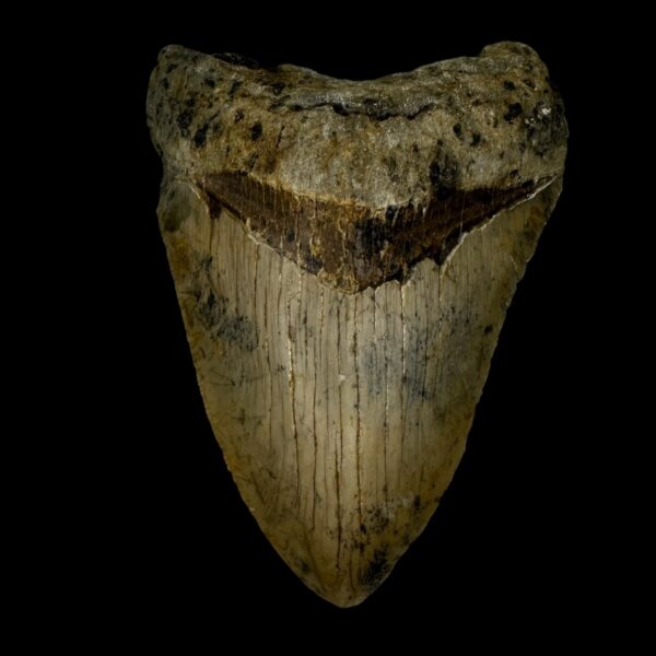 4.01" Megalodon Tooth Fossil