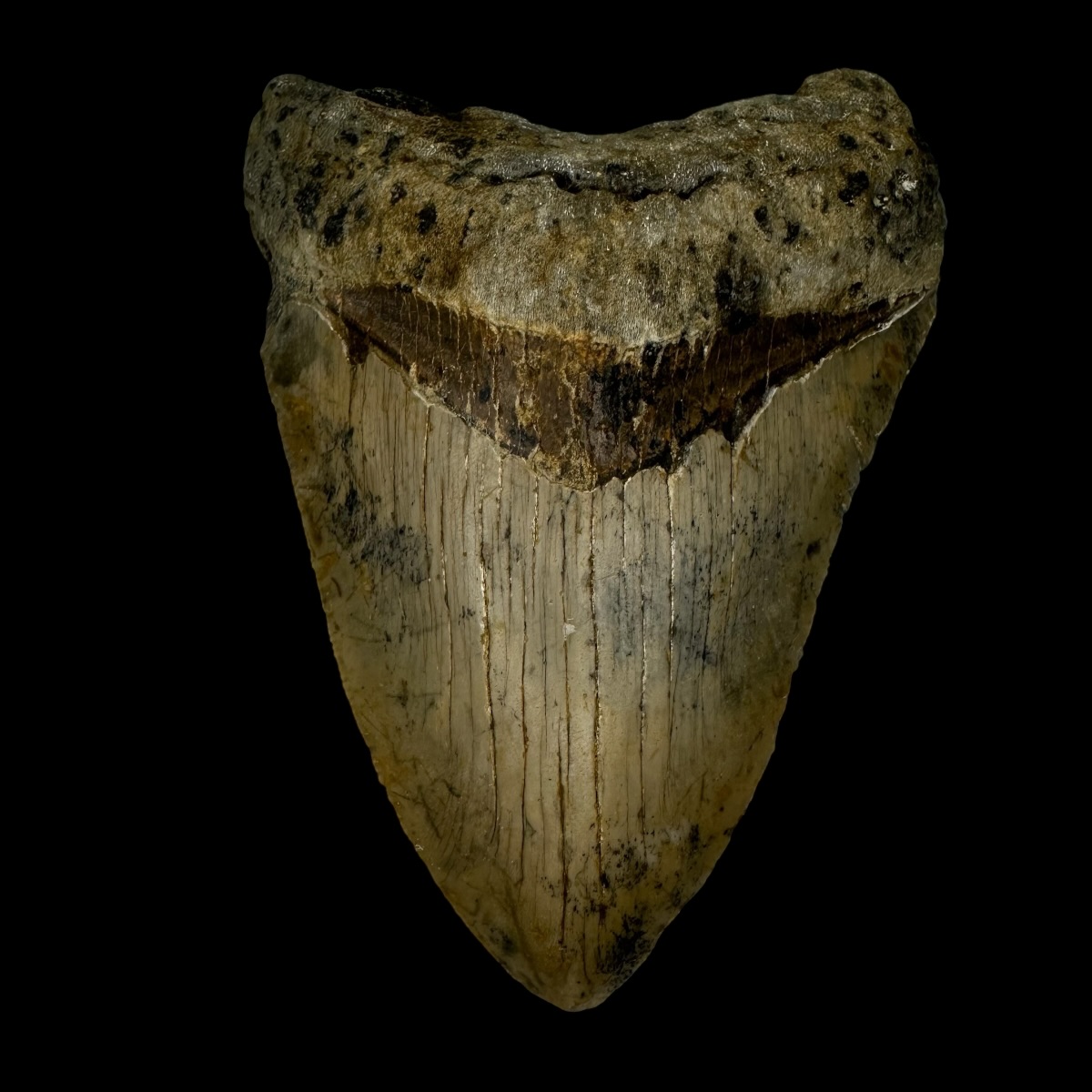4.01" Megalodon Tooth Fossil
