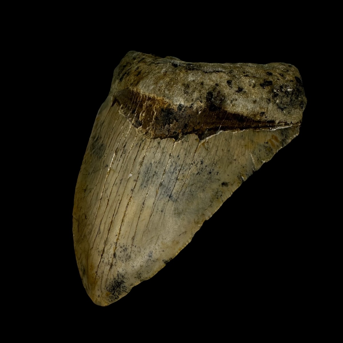 4.01" Megalodon Tooth Fossil - Image 3