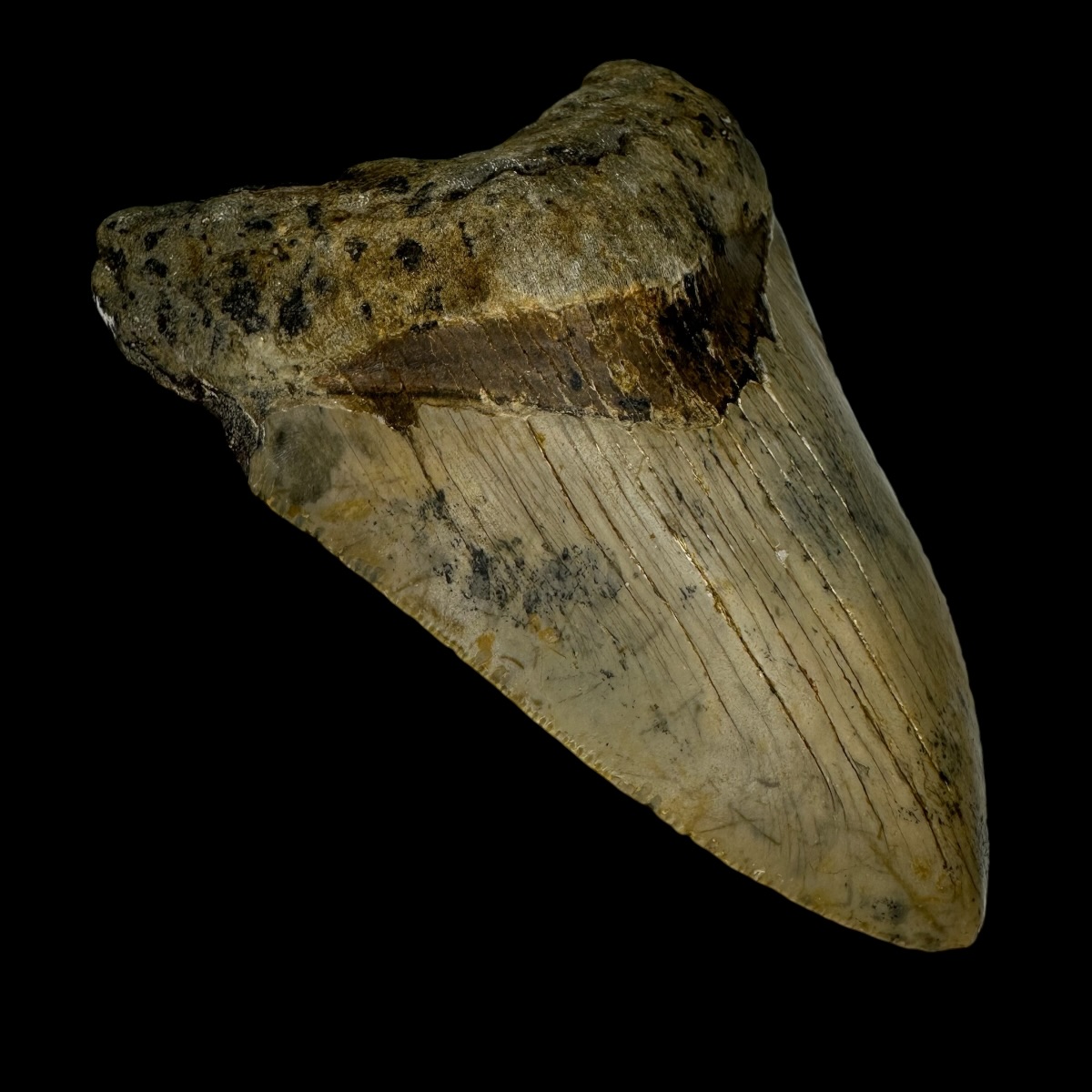 4.01" Megalodon Tooth Fossil - Image 4
