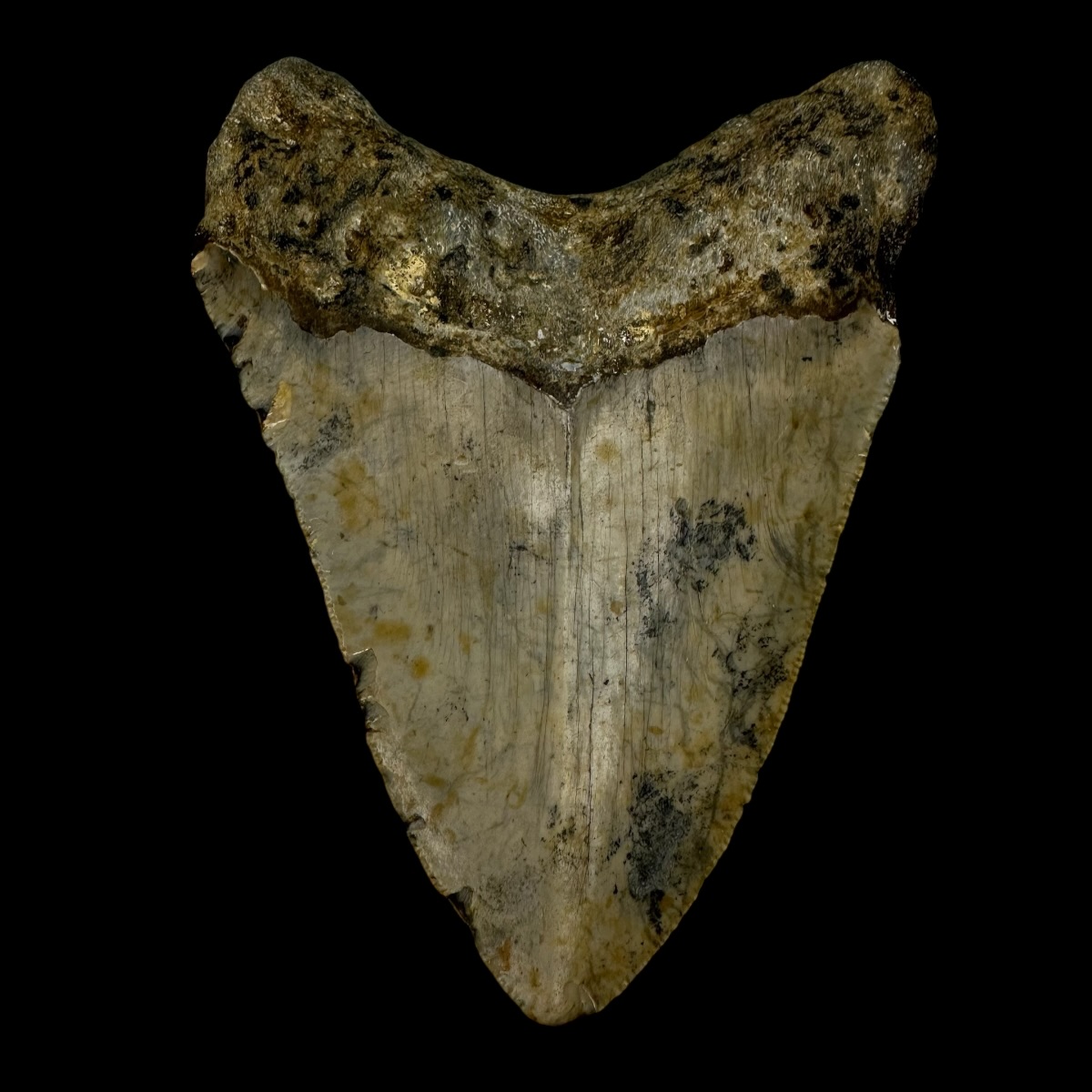 4.01" Megalodon Tooth Fossil - Image 2