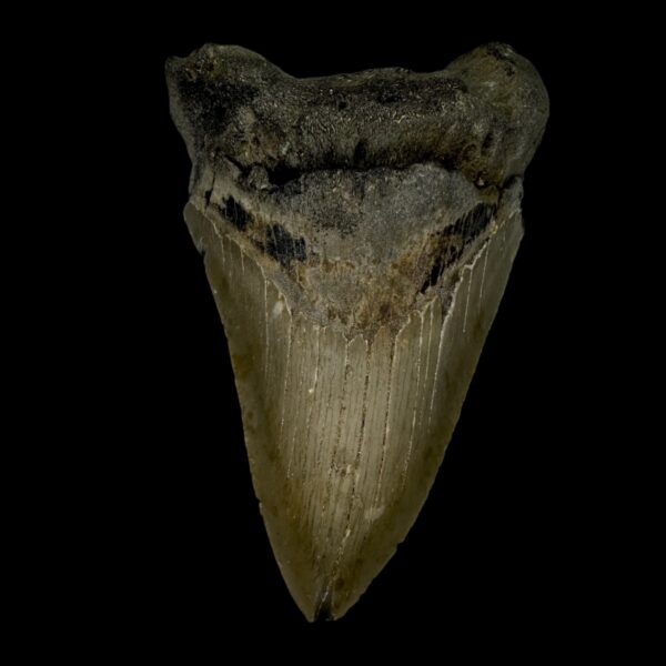 4.00" Megalodon Tooth Fossil