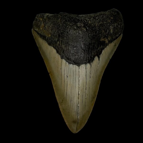 3.97" Megalodon Tooth Fossil
