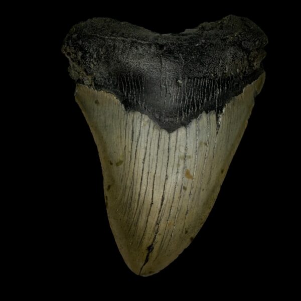 4.24" Megalodon Tooth Fossil