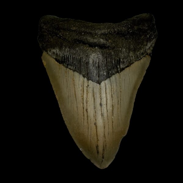 4.01" Megalodon Tooth Fossil
