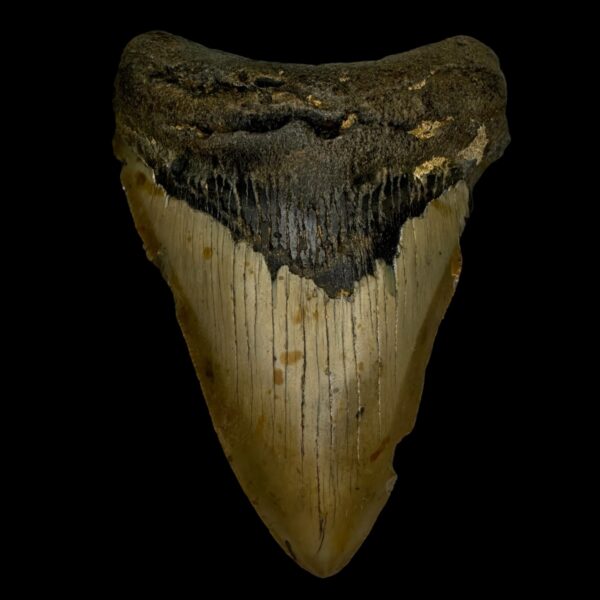 4.53" Megalodon Tooth Fossil