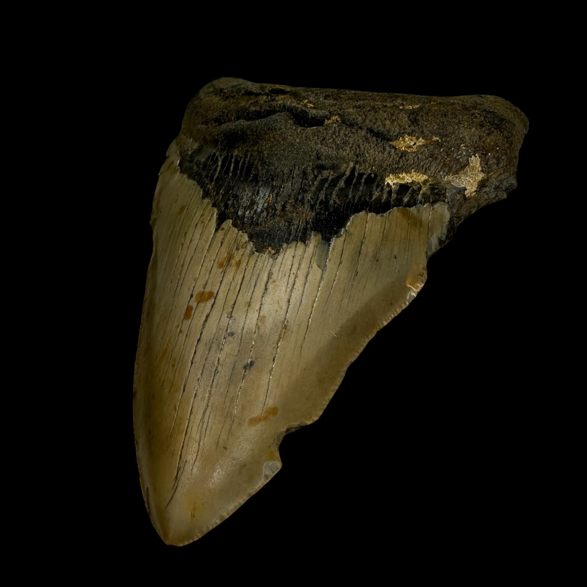 4.53" Megalodon Tooth Fossil - Image 3