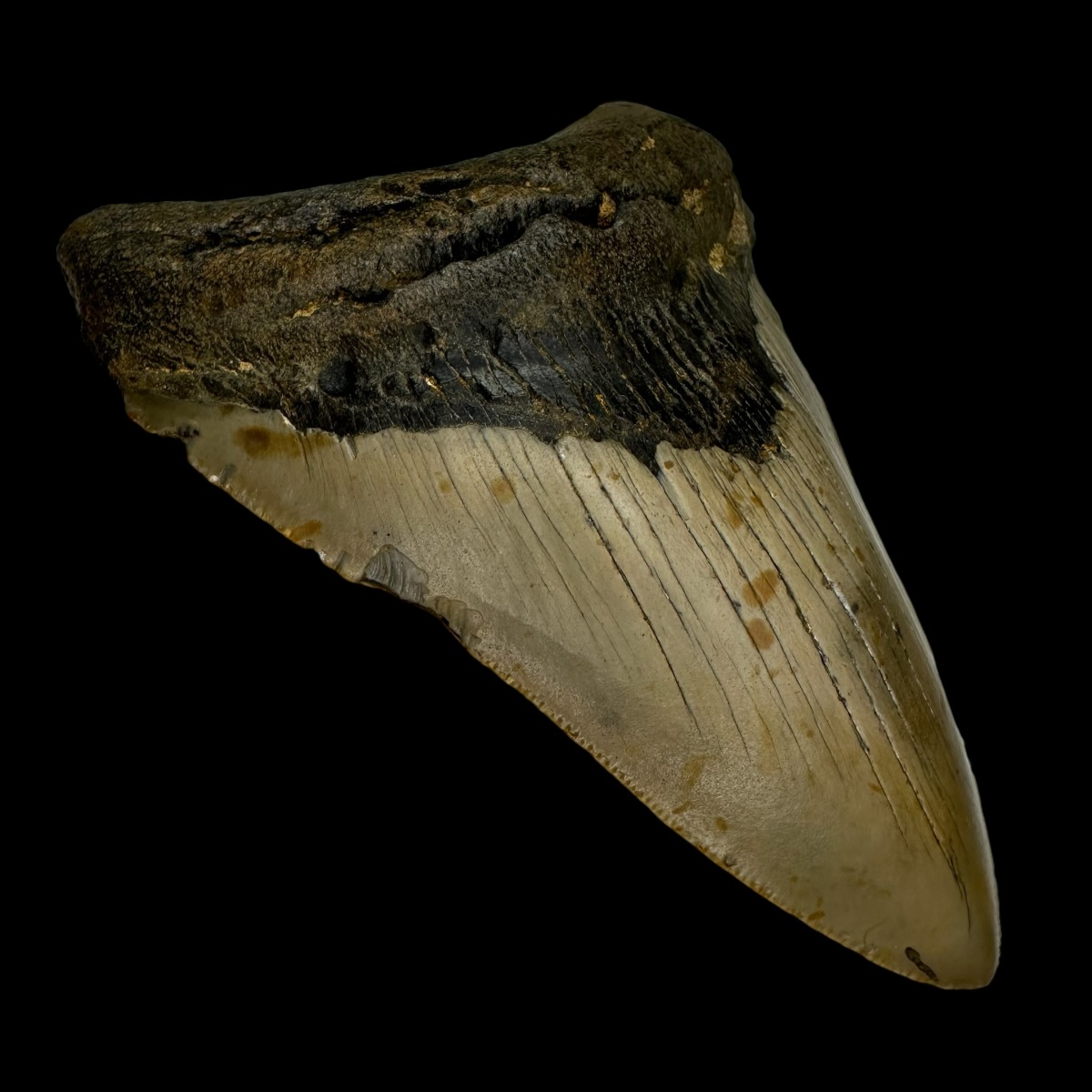 4.53" Megalodon Tooth Fossil - Image 4