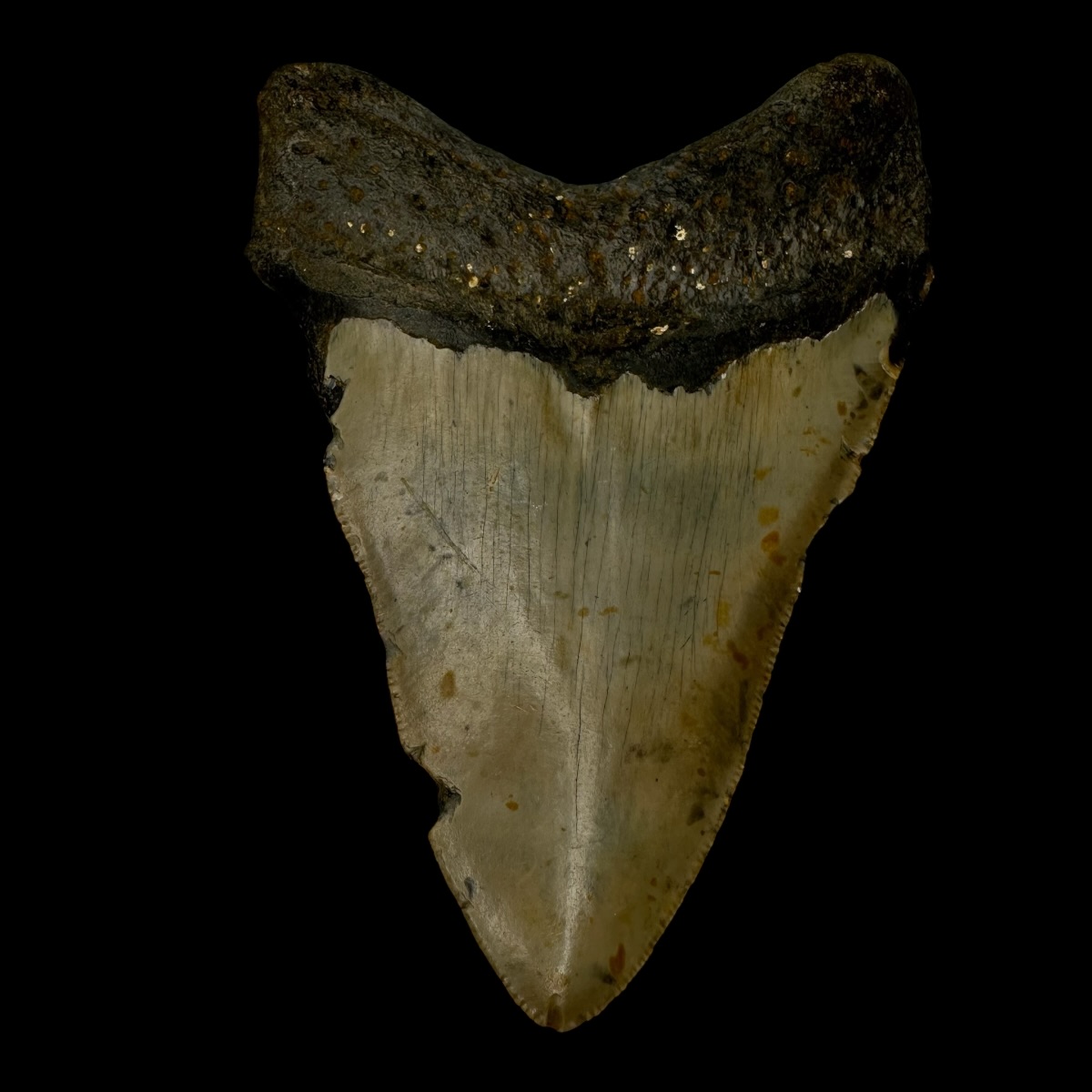 4.53" Megalodon Tooth Fossil - Image 2