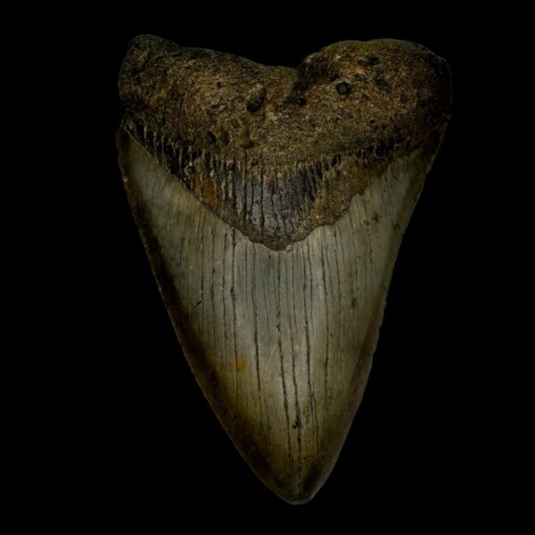 4.00" Megalodon Tooth Fossil