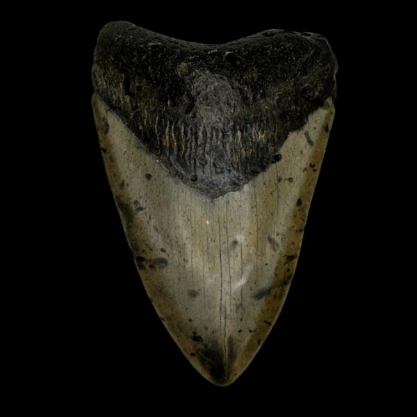 4.05" Megalodon Tooth Fossil