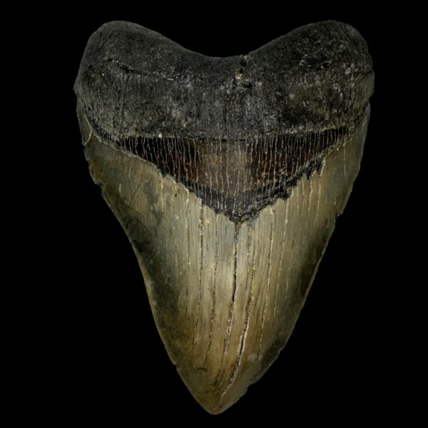 5.59" Serrated Megalodon Tooth Fossil