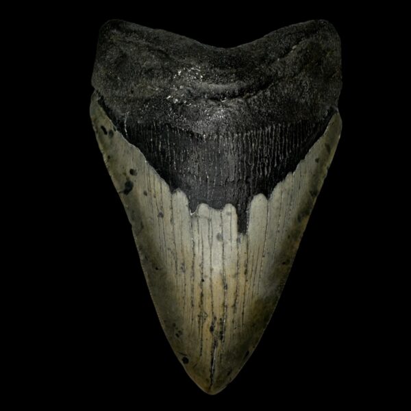 5.53" Megalodon Tooth Fossil