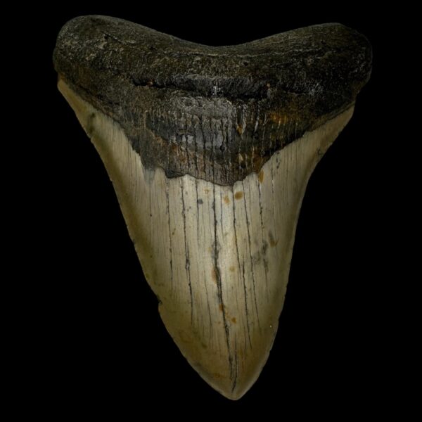 5.39" Megalodon Tooth Fossil