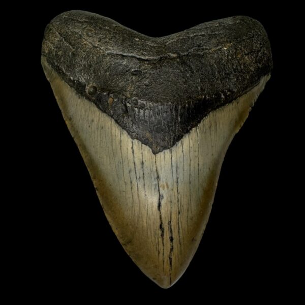 5.19" Megalodon Tooth Fossil