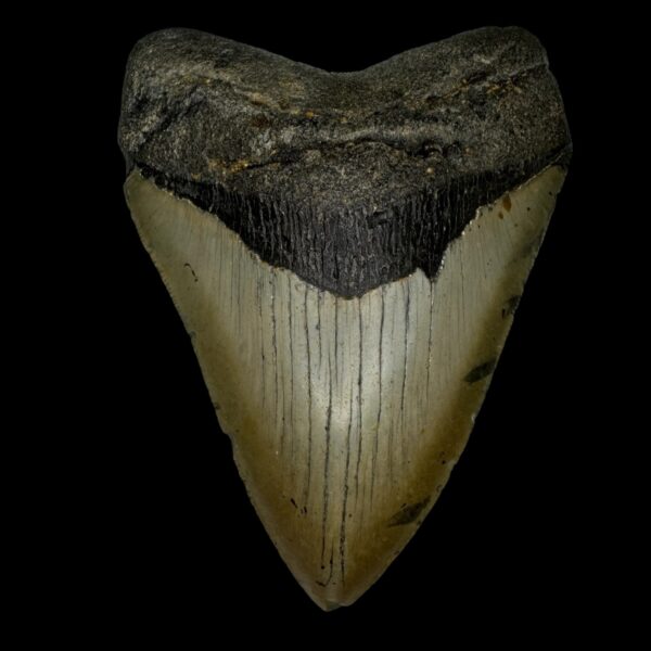 5.09" Megalodon Tooth Fossil