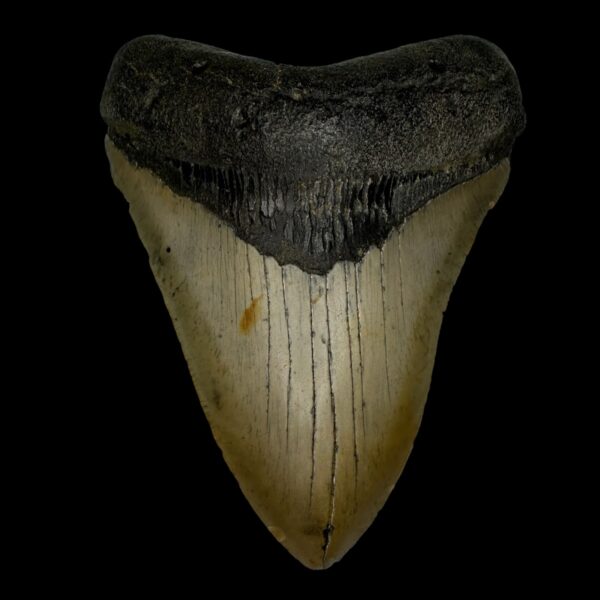 4.50" Megalodon Tooth Fossil